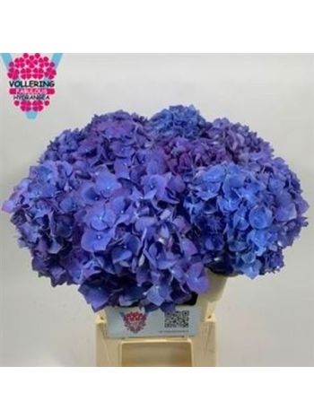 HYDR M PIMPERNEL 60CM