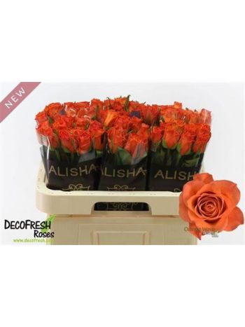 R GR ORANGE WAVE 60CM