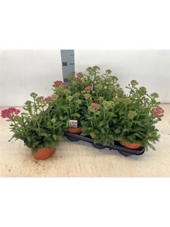 ACHI MILLEFOLIUM AKCIO
