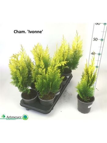 CHAM L IVONNE