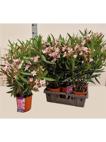 NERIUM OLEANDER