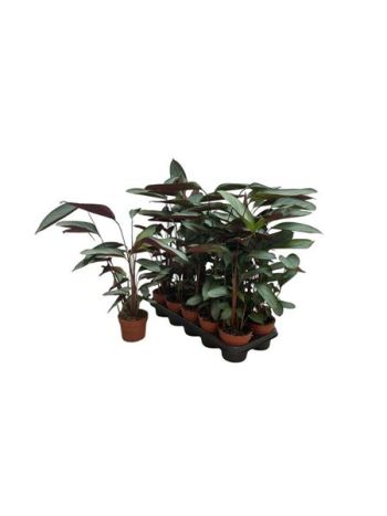CTENANTHE