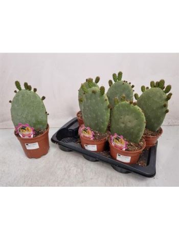 OPUNTIA