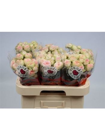 R TR SWEET GISELLE! 60CM