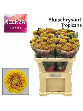 CHR G TROPICANA