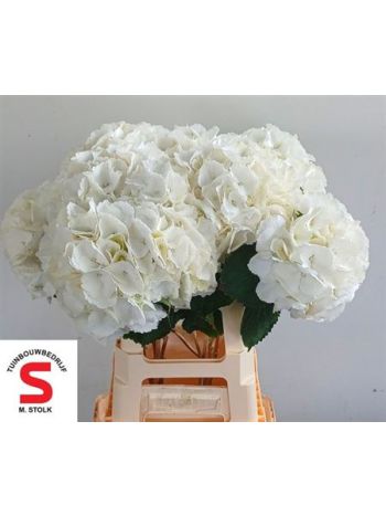 HYDR M SCHNEEBALL 65CM