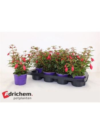 FUCHSIA B F SACHA