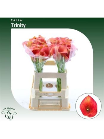 ZANT CAPT TRINITY 60CM