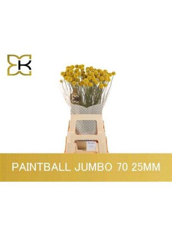 CRAS PAINTBALL JUMBO