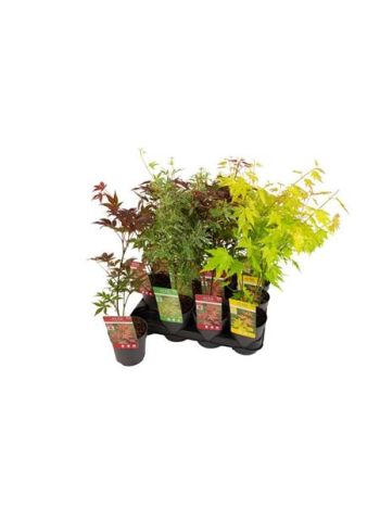 ACER PA MIX