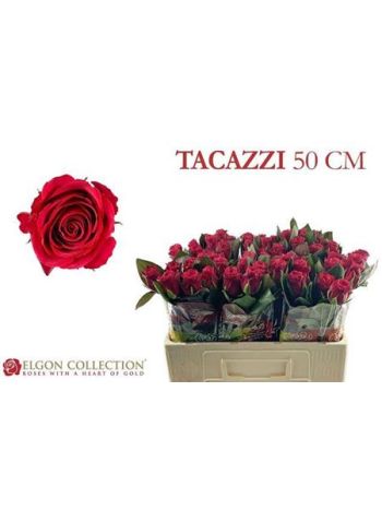 R GR5 TACAZZI+ - ELGON