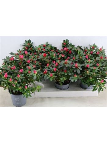 RHODO SI TAMIRA PINK