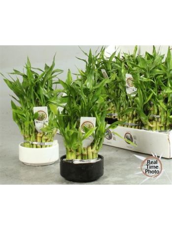DRA LUCKY BAMBOO