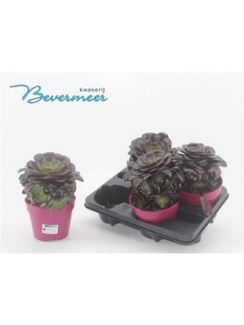 AEONIUM AB VELOURS