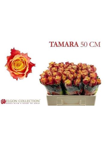 R GR5 TAMARA - ELGON
