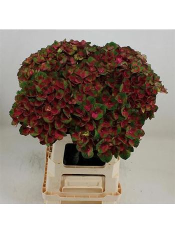 HYDR M MAG CHARLOTTE 65CM