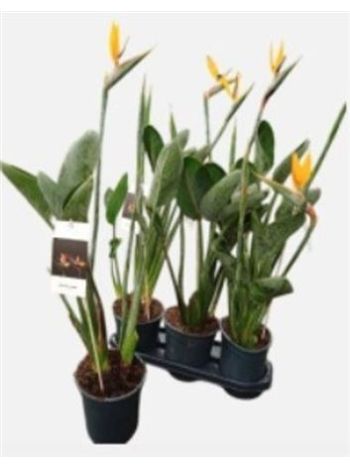 STRELITZIA REGINAE