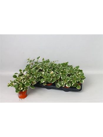 PLECTRANTHUS