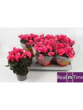 BEG HL ADONIA PINK