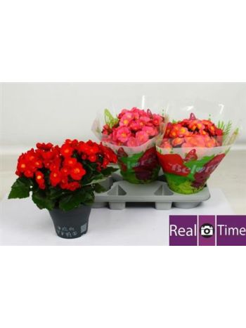 BEG HL BELOVE GEM