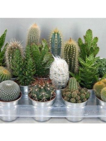 CACTUS GEM ZINK KASPÓS