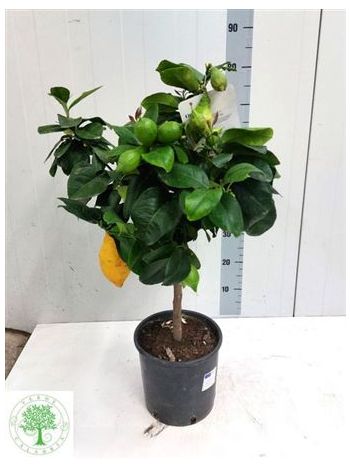 CITR LIMON TÖRZSES