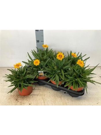 CORE GRANDIFLORA