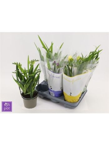 FREESIA MIX