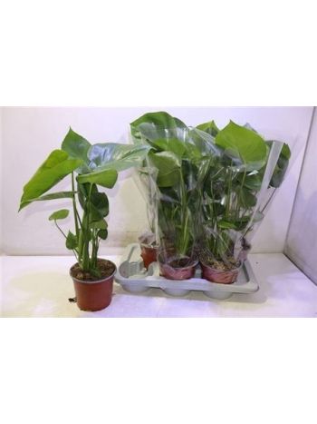 MONSTERA DELICIOSA