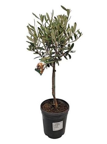 OLEA EUROPAEA TÖRZSES