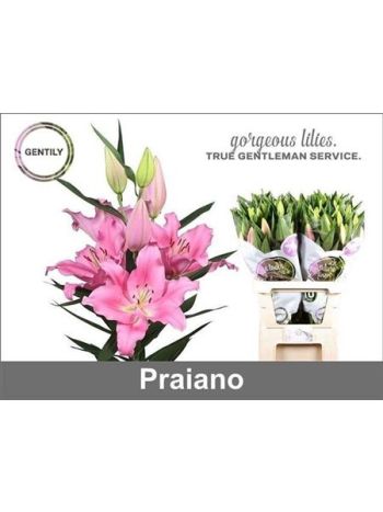 LI OR PRAIANO 5+