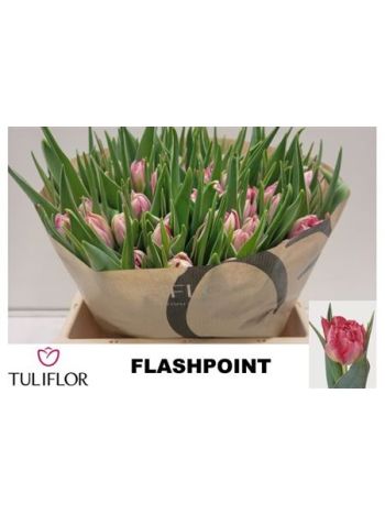 TU DU FLASH POINT
