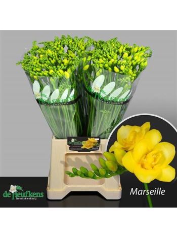 FR DU MARSEILLE