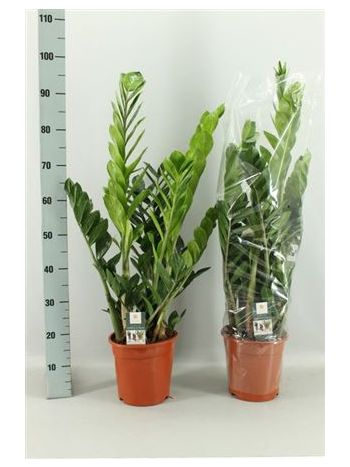 ZAMIOCULCAS ZAMIIFOL