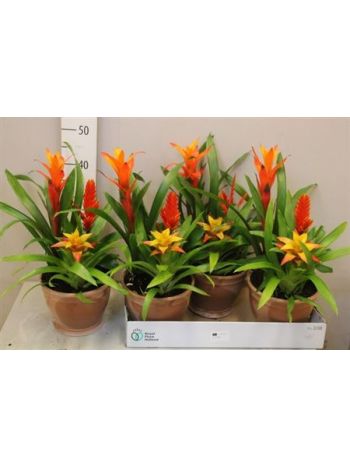 BROMELIA EXTRA KASPÓS