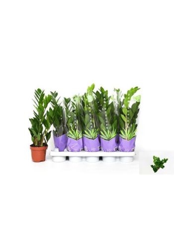 ZAMIOCULCAS ZAMIIFOL
