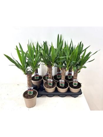 YUCCA 1 TÖRZSES