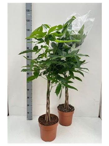 PACHIRA AQUATICA