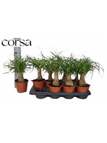NOLINA (BEAUCARNEA)