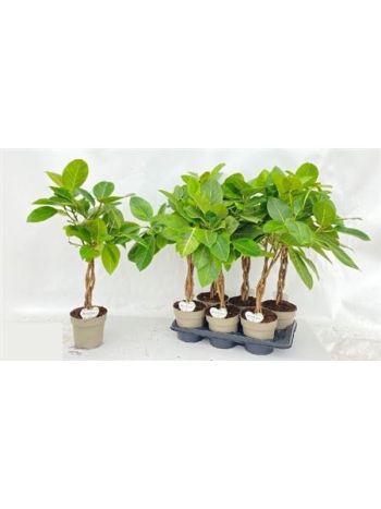 FICUS BENG AUDREY