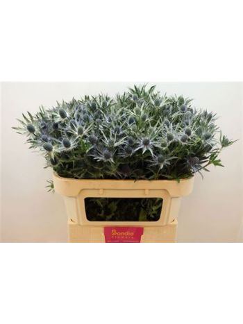 ERYN MAG BLUE LAGOON 70CM
