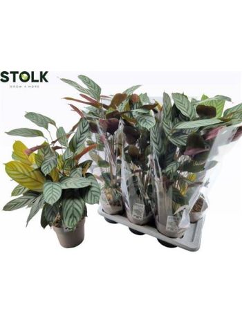 CTENANTHE COMPACTSTA