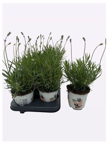 LAVAN ANGUSTIFOLIA