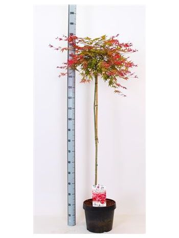 ACER PA BENI-MAIKO TÖRZSES