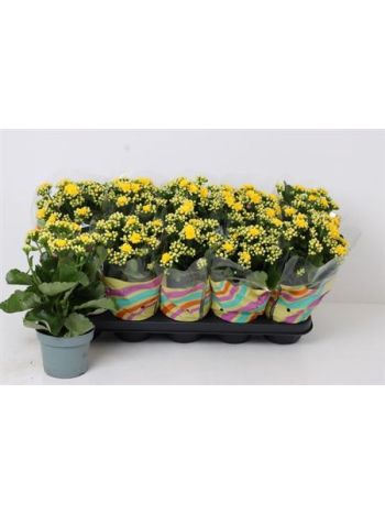 KAL ROSALIE YELLOW