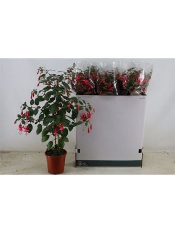 FUCHSIA MIX BOKOR