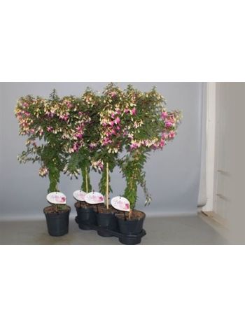 FUCHSIA TÖRZSES