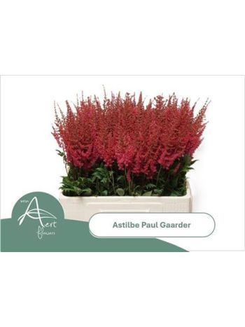 ASTIL AR PAUL GAARDE