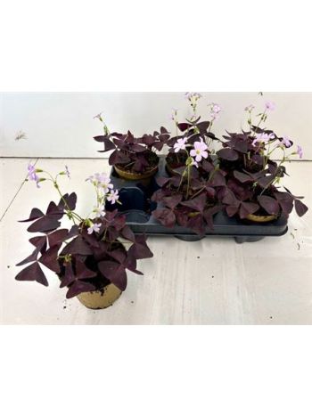 OXALIS TRIANGULARIS