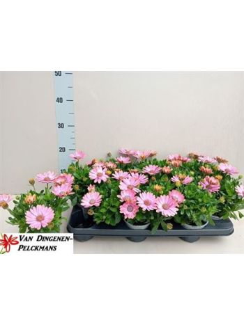 OSTEO CHRYST PINK
